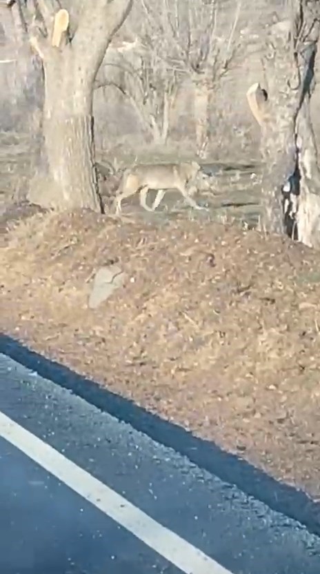 A&ccedil; kalan kurtlar yerleşim merkezine indi
