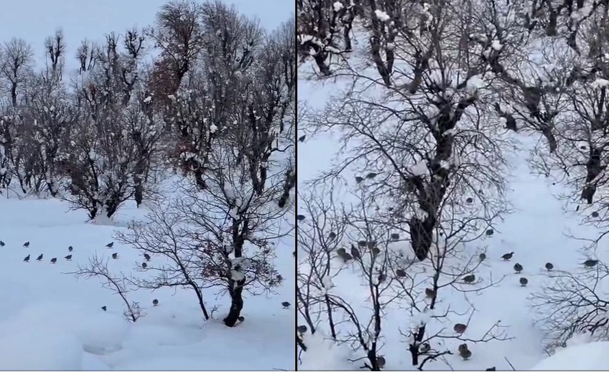 Hakkari’de onlarca keklik köye indi