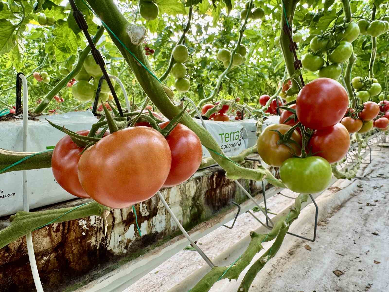 Ağrı’da, jeotermal serada üretilen ürünler Avrupa pazarına açılıyor
