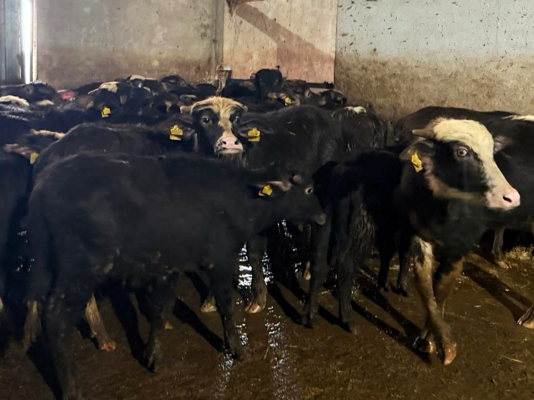 Vize’de büyükbaş hayvanların aşılanması çalışmaları devam ediyor