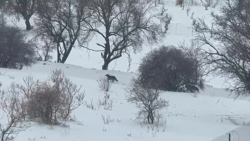 Gercüş’te aç kalan kurtlar, şehir merkezine indi