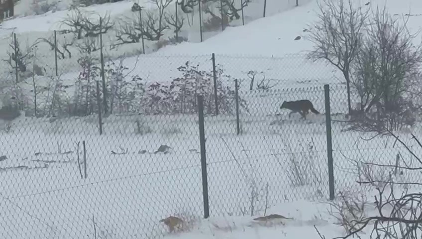 Gerc&uuml;ş&rsquo;te a&ccedil; kalan kurtlar, şehir merkezine indi
