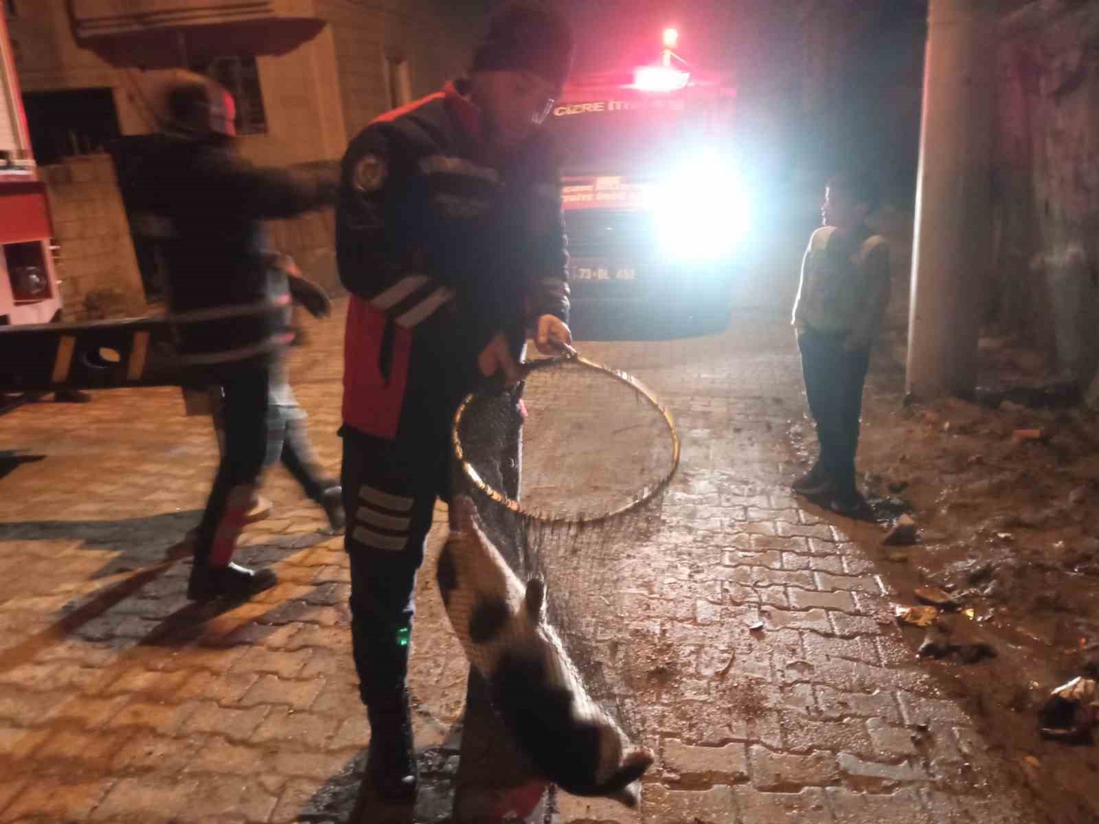 Cizre’de ayağı demir korkuluklara sıkışan kedi için itfaiye seferber oldu