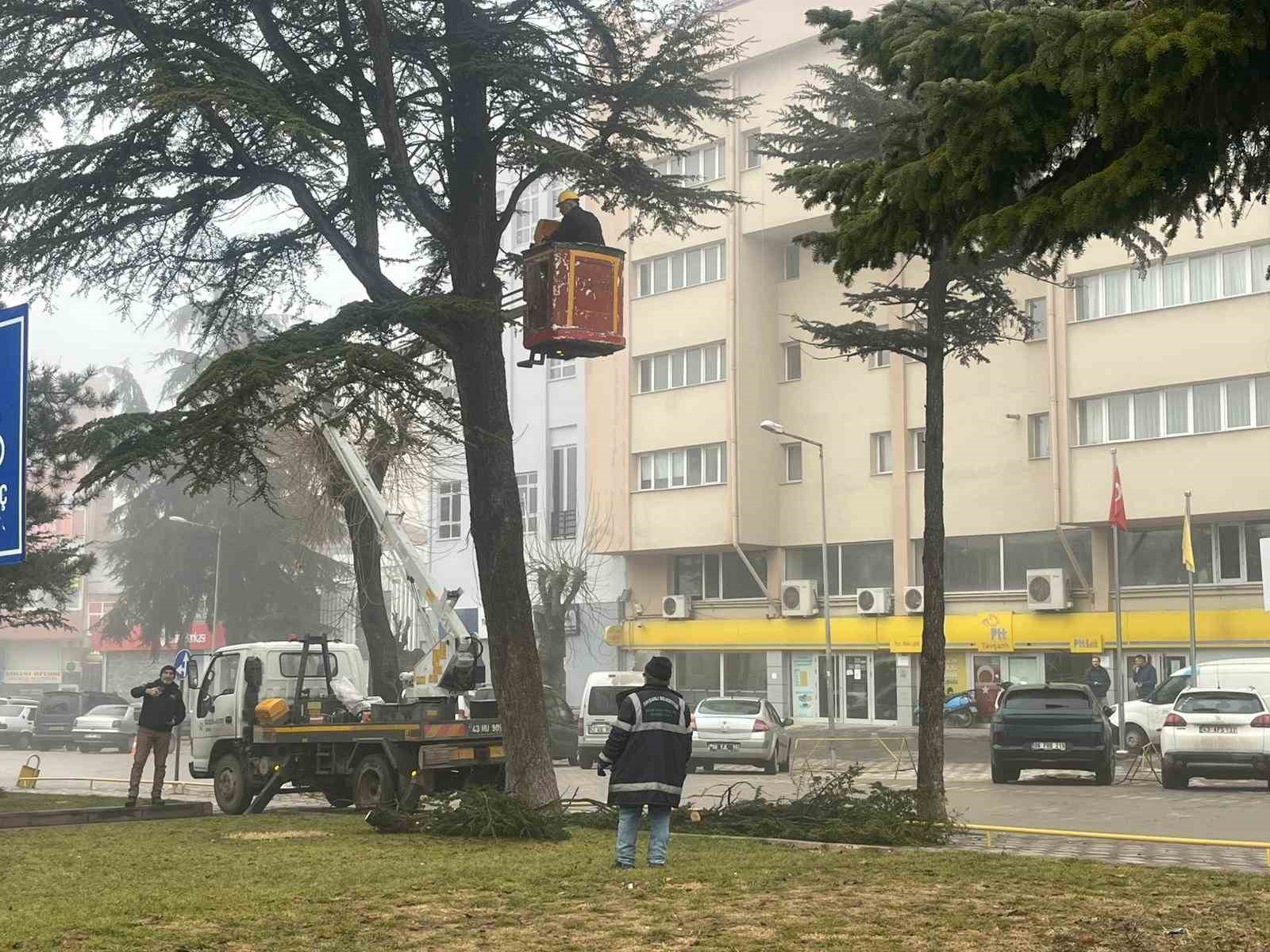 Şehir merkezinde riskli ağaçlara sepetli araçlı müdahale