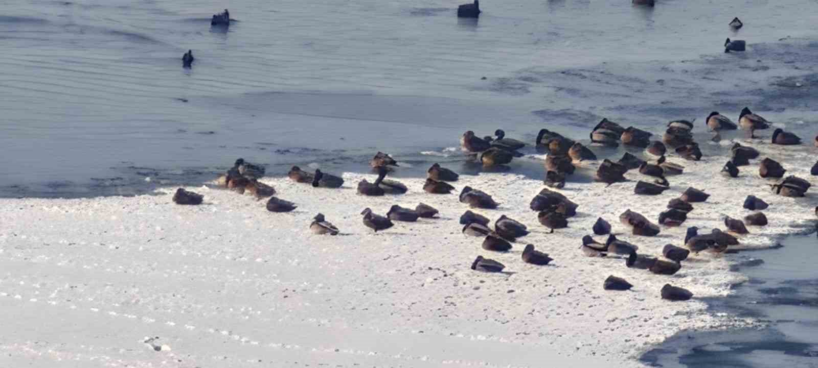 Sibirya soğukları yaban hayatını vurdu