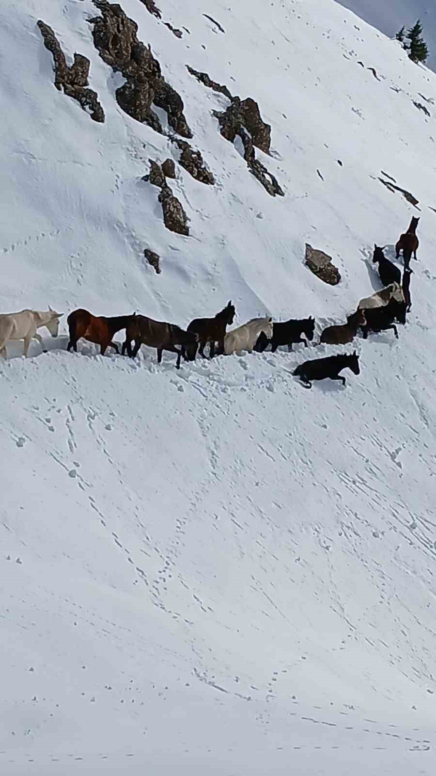 Dağda karda mahsur kalan katırlar kurtarıldı