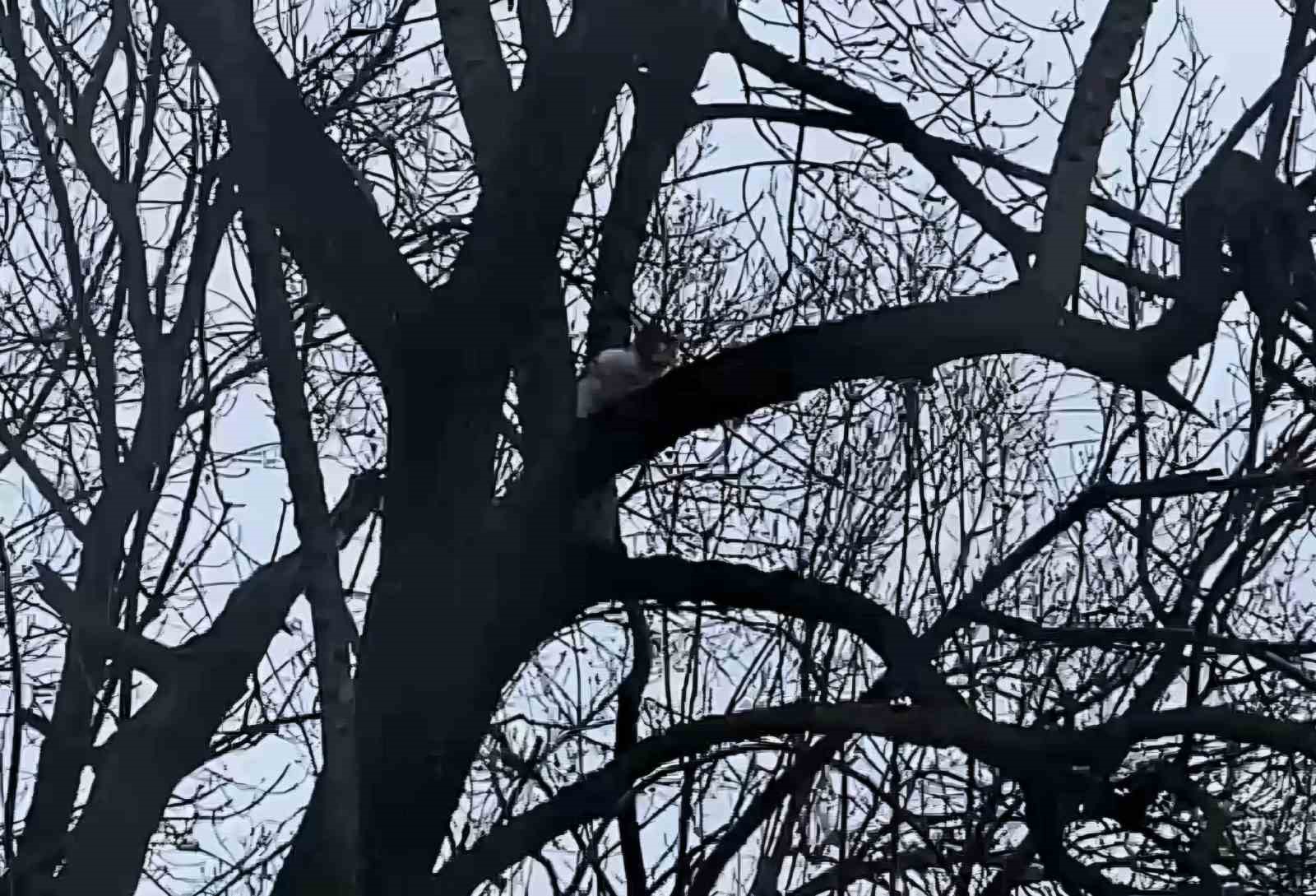 Ağa&ccedil;ta mahsur kalan kedi bir haftadır kurtarılmayı bekliyor
