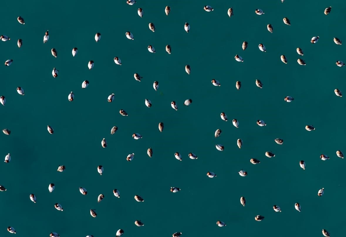 Elmabaş patka ördekleri Salda Gölü’nde havadan görüntülendi