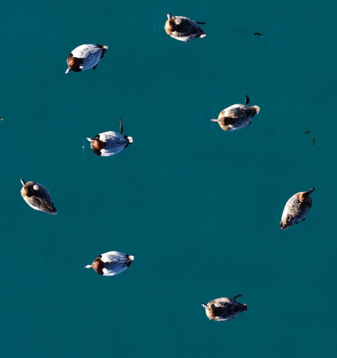 Elmabaş patka &ouml;rdekleri Salda G&ouml;l&uuml;&rsquo;nde havadan g&ouml;r&uuml;nt&uuml;lendi
