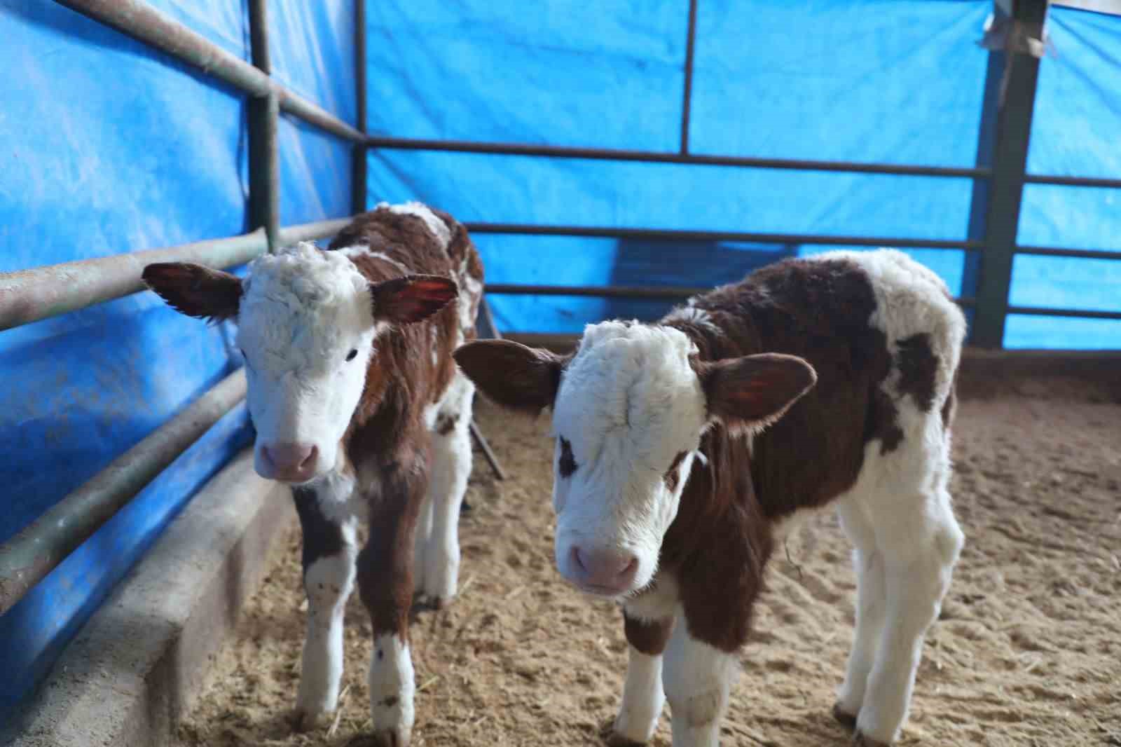 Elazığ&rsquo;da hayvancılık altyapısı yerinde incelendi
