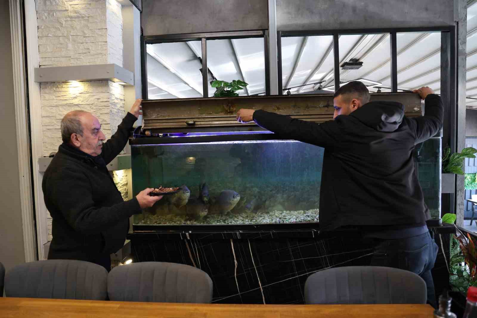 8 adet pirana balığı 12 yıldır kelle paçayla besleniyor
