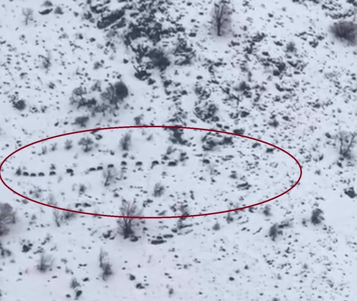 Diyarbakır’da sürü halinde gezen domuzlar görüntülendi