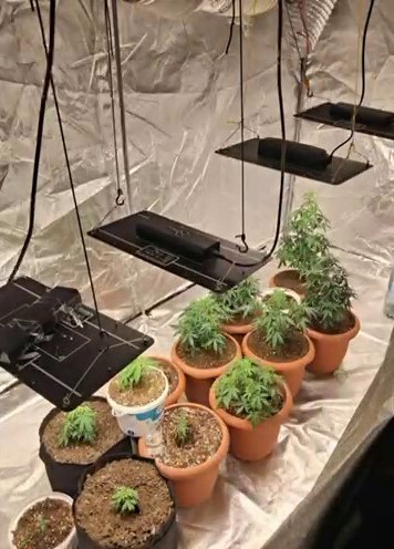 Evin bir odasını uyuşturucu serasına çeviren şüphelileri polis yakaladı