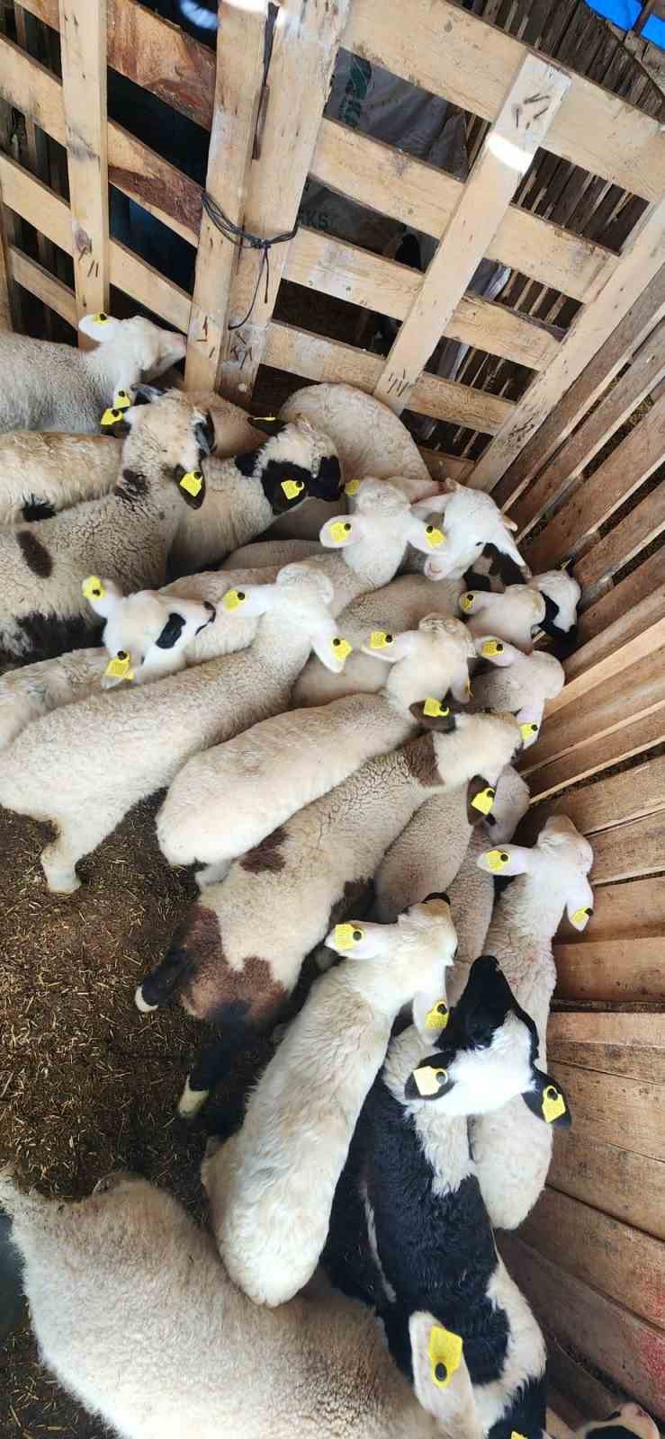 Tarım M&uuml;d&uuml;rl&uuml;ğ&uuml;&rsquo;nden Sazlı&rsquo;da hayvan sağlığı mesaisi
