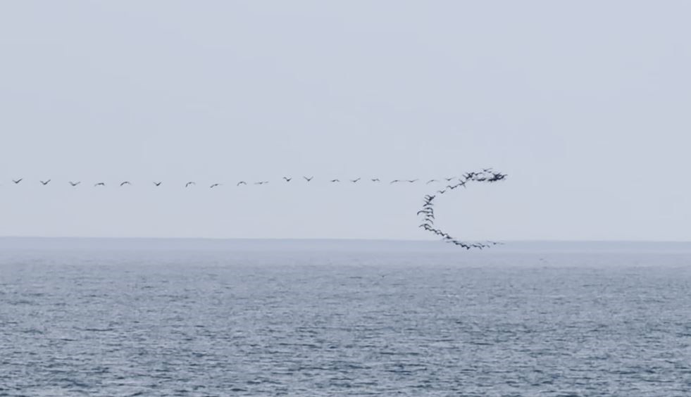 Göç yolundaki kuşların senkronize uçuşu Hopa’da görüntülendi