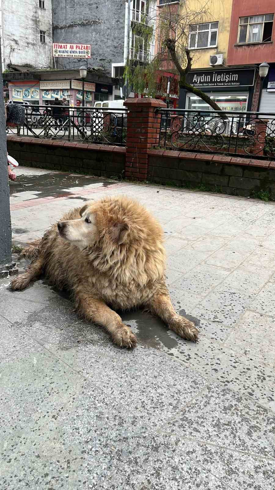 Dere yatağında mahsur kalan k&ouml;pek itfaiye ve vatandaşın yardımıyla kurtarıldı

