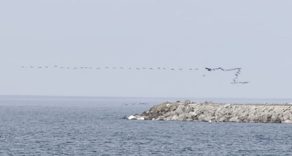 Göç yolundaki kuşların senkronize uçuşu Hopa’da görüntülendi
