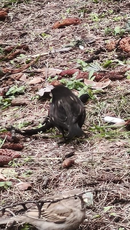 Ser&ccedil;e s&uuml;r&uuml;s&uuml;n&uuml;n arasında g&ouml;rd&uuml;ler, ismini &rsquo;K&ouml;m&uuml;r&rsquo; koydular
