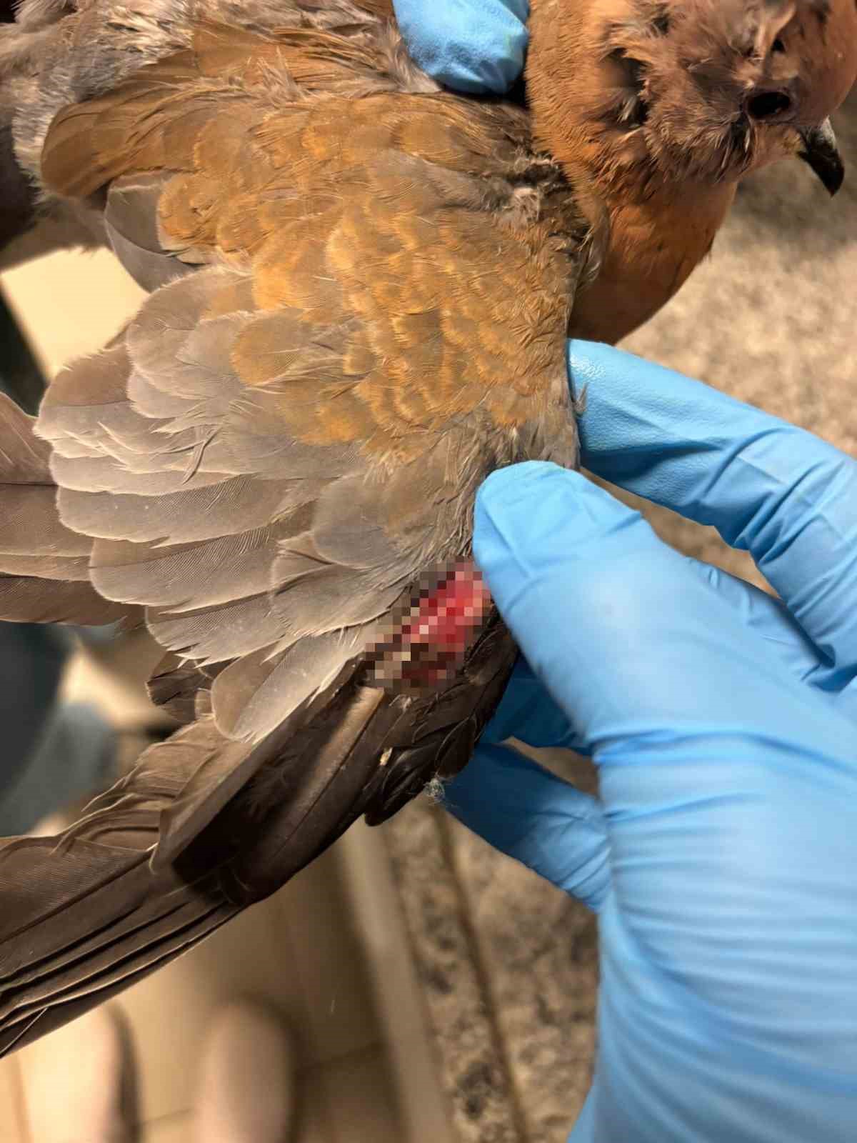 Büyükşehir ekipleri tüm canlılar için aynı özveriyle çalışıyor