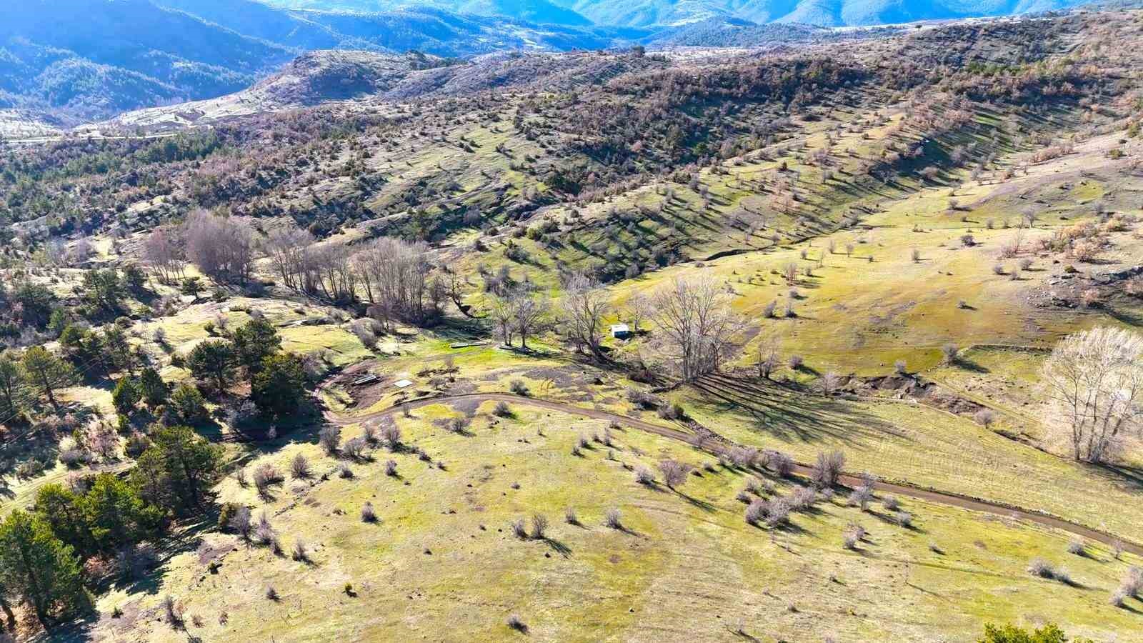 Karlar eridi, yaylalar yeşile b&uuml;r&uuml;nmeye başladı
