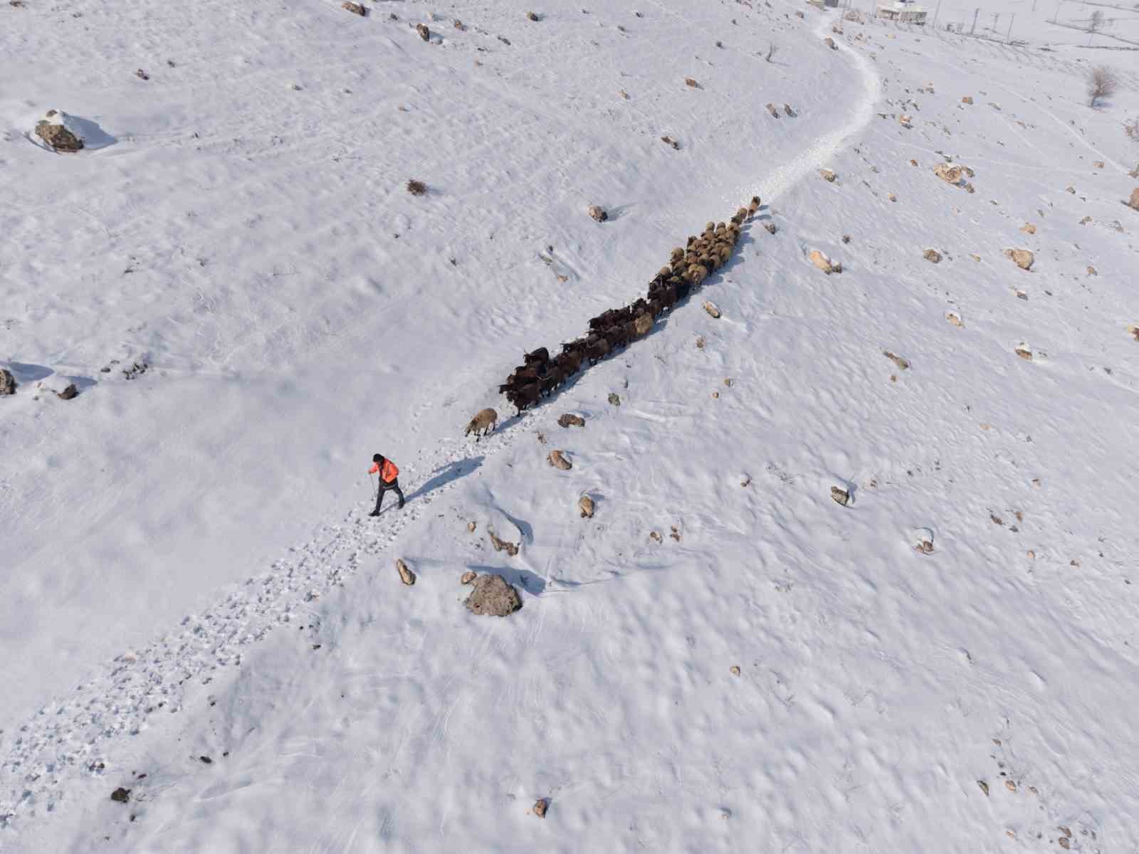 Mardin’de besicilerin zorlu ’kar’ mesaisi: Sürüler beyaz örtüde yol alıyor