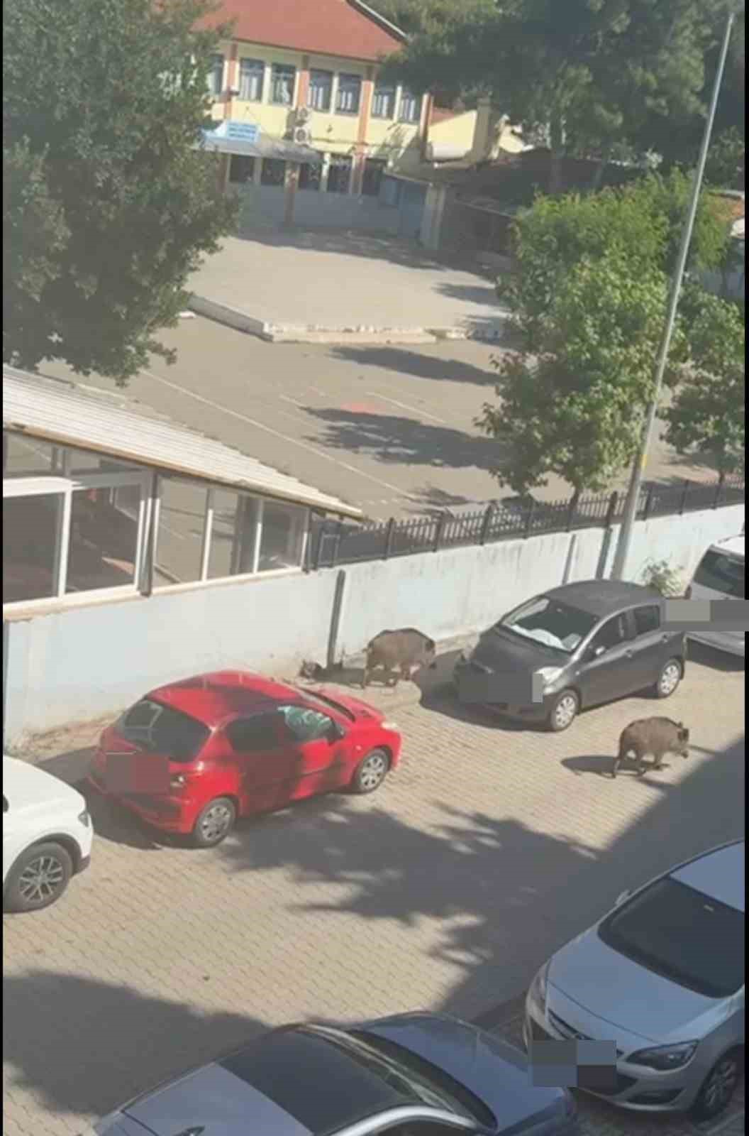 Marmaris Belediyesi&rsquo;ne domuz davası
