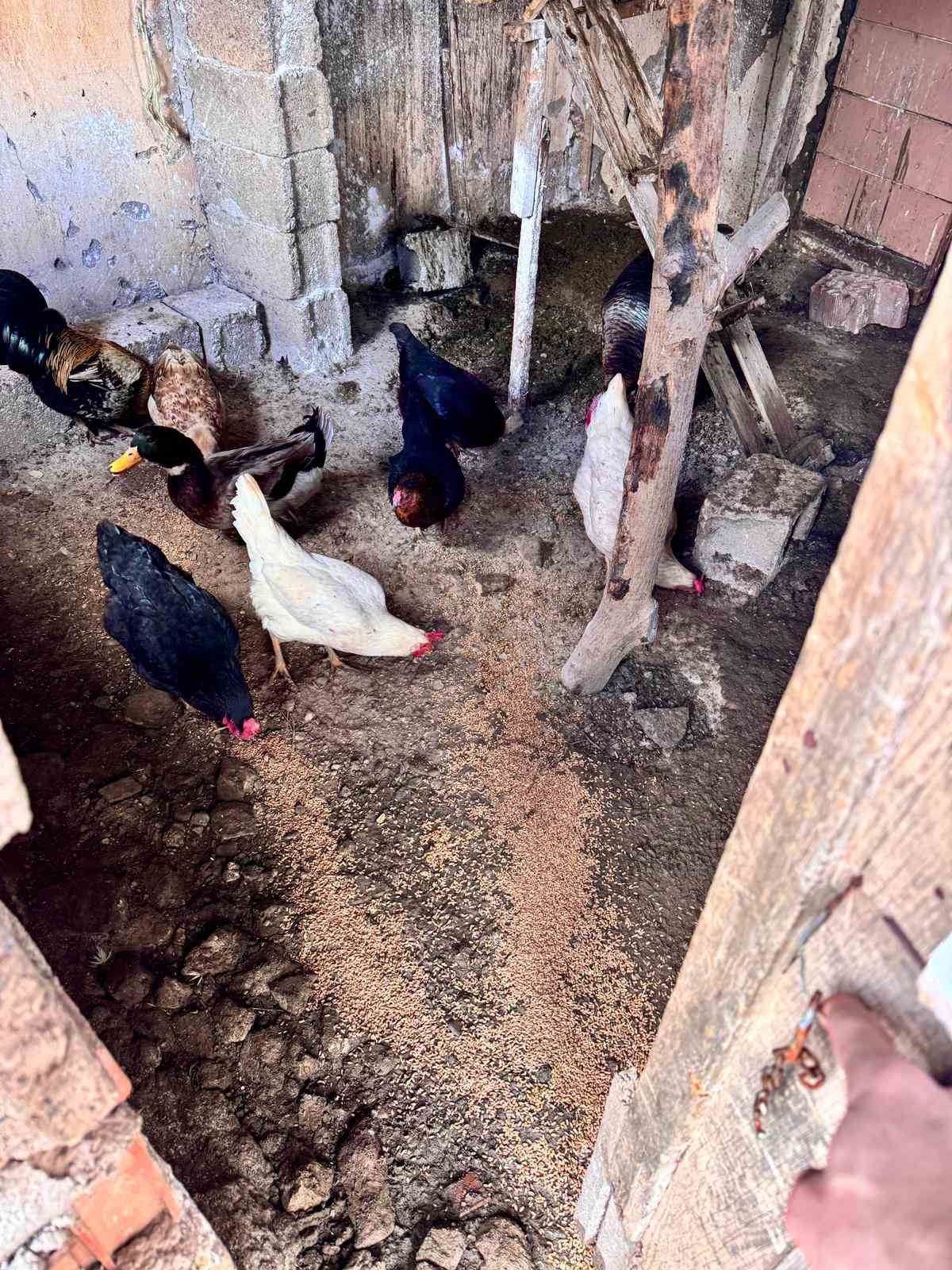 B&uuml;y&uuml;kşehir ekipleri t&uuml;m canlılar i&ccedil;in aynı &ouml;zveriyle &ccedil;alışıyor
