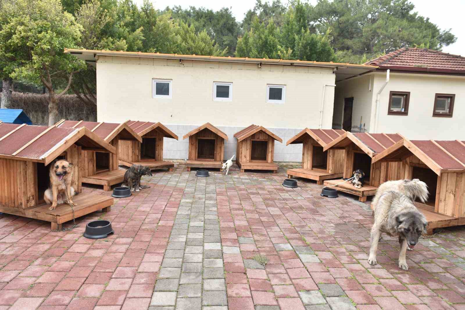 Hayırseverlerden 8 adet k&ouml;pek ve 50 adet kedi kul&uuml;besi
