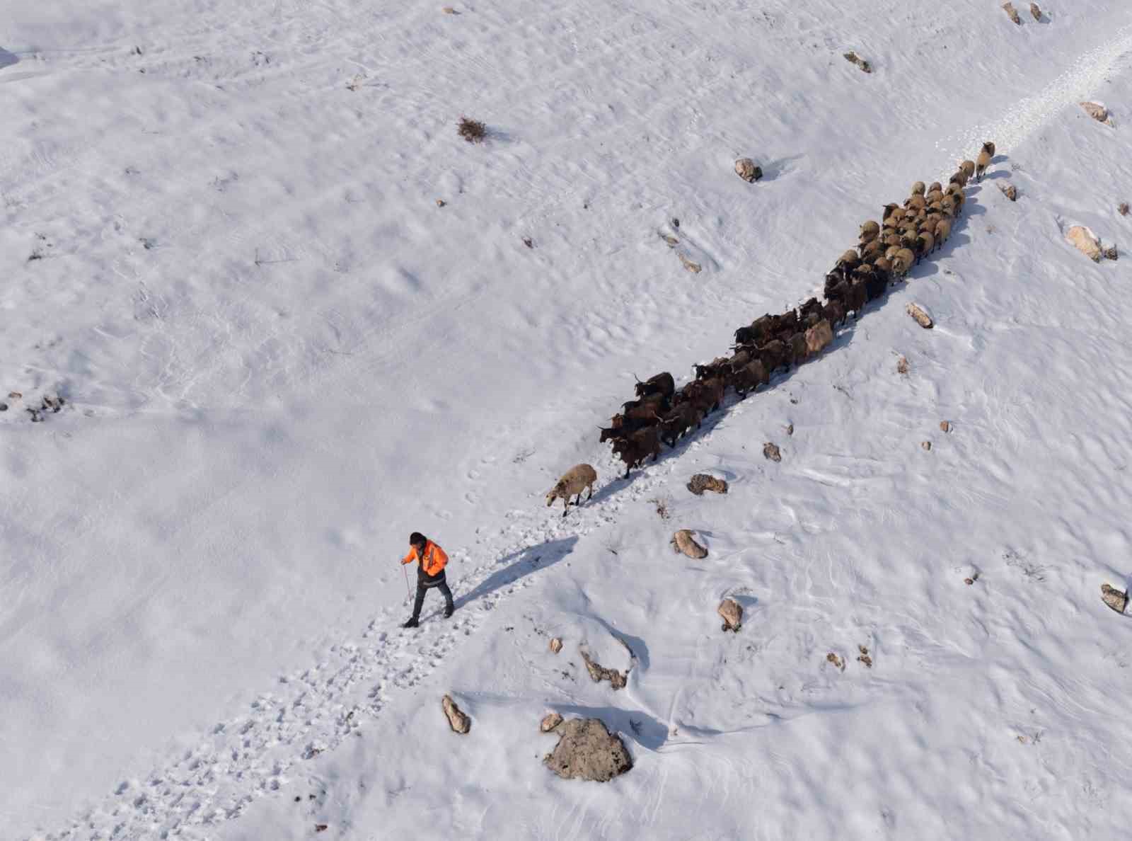Mardin’de besicilerin zorlu ’kar’ mesaisi: Sürüler beyaz örtüde yol alıyor