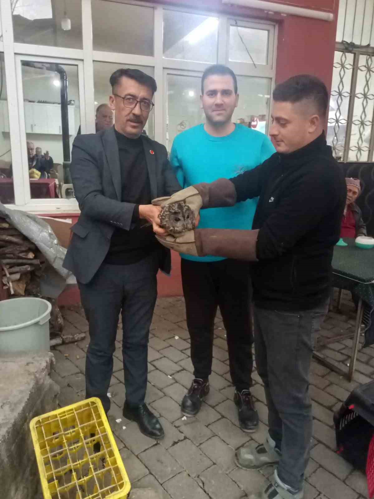 Kahvehane camına &ccedil;arpan baykuş rehabilitasyona alındı
