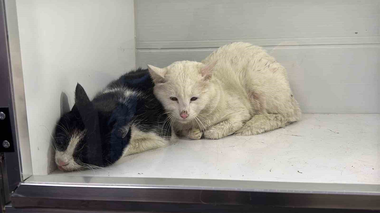 Sivas’ta 2 katlı evde çıkan yangında 26 kedi telef oldu