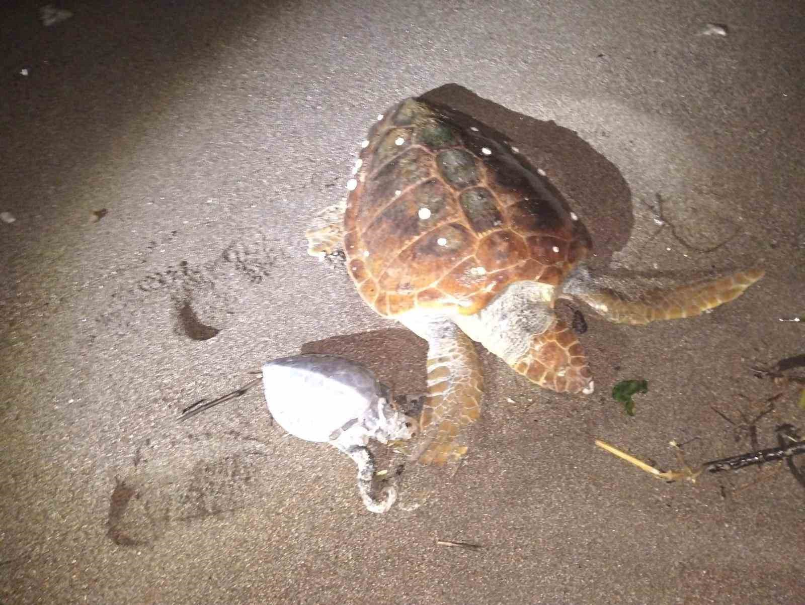 Marmaris’te 2 caretta caretta kıyıya vurdu