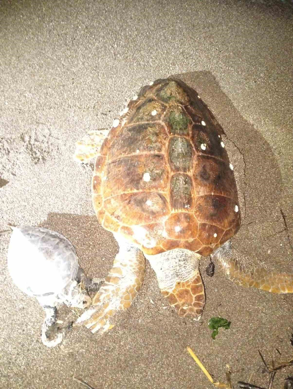 Marmaris&rsquo;te 2 caretta caretta kıyıya vurdu
