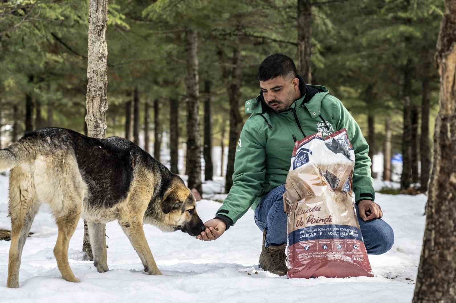 Toros Dağlarındaki yılkı atları ve yabani hayvanlar unutulmadı
