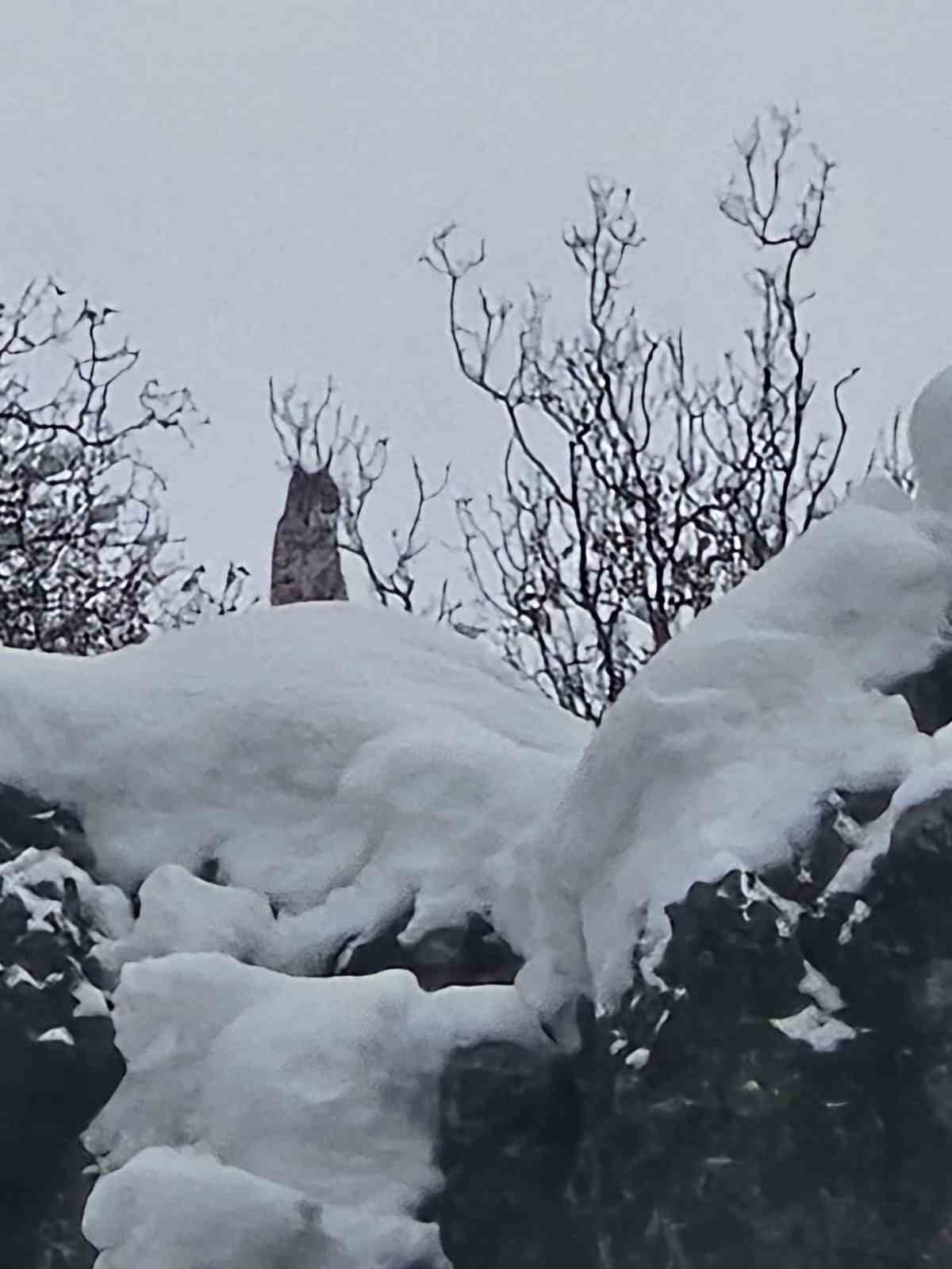 Elazığ’da koruma altındaki vaşak görüntülendi