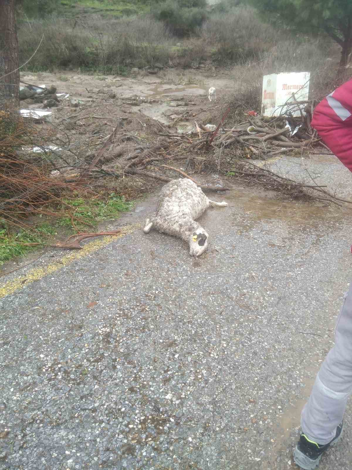 Söke’de sel sularına kapılan 46 küçükbaş hayvan telef oldu