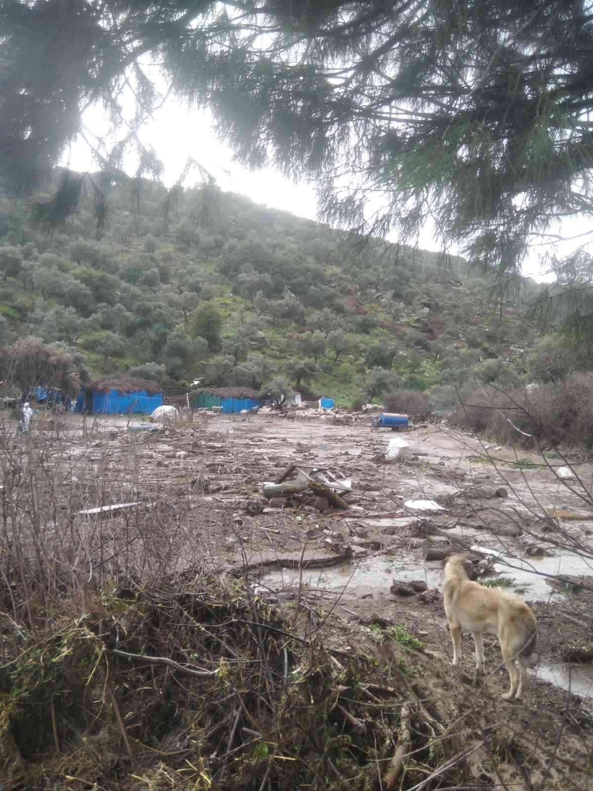 S&ouml;ke&rsquo;de sel sularına kapılan 46 k&uuml;&ccedil;&uuml;kbaş hayvan telef oldu
