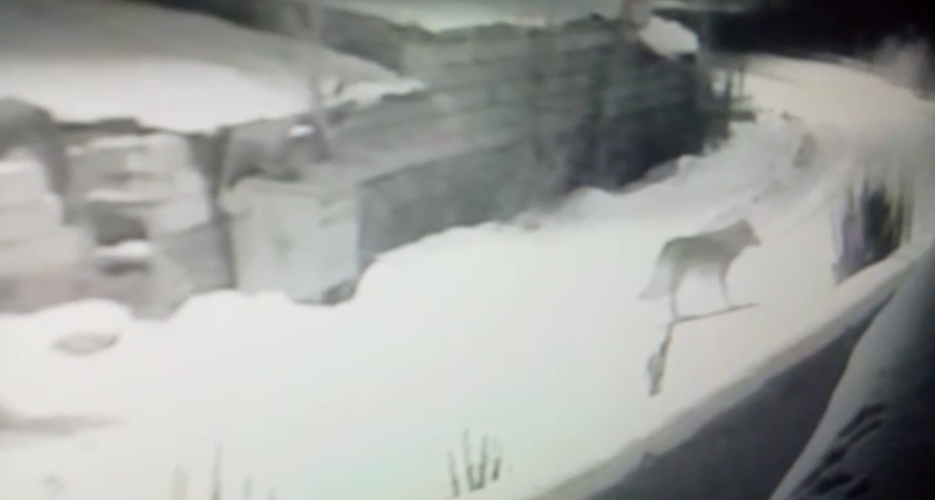 Kars&rsquo;ta kurtlar k&ouml;ylerde cirit atıyor
