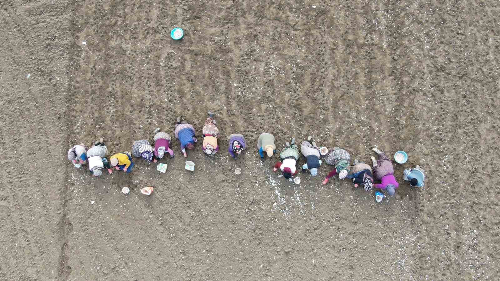Dünyaca ünlü Taşköprü sarımsağının ekim sezonu erken başladı