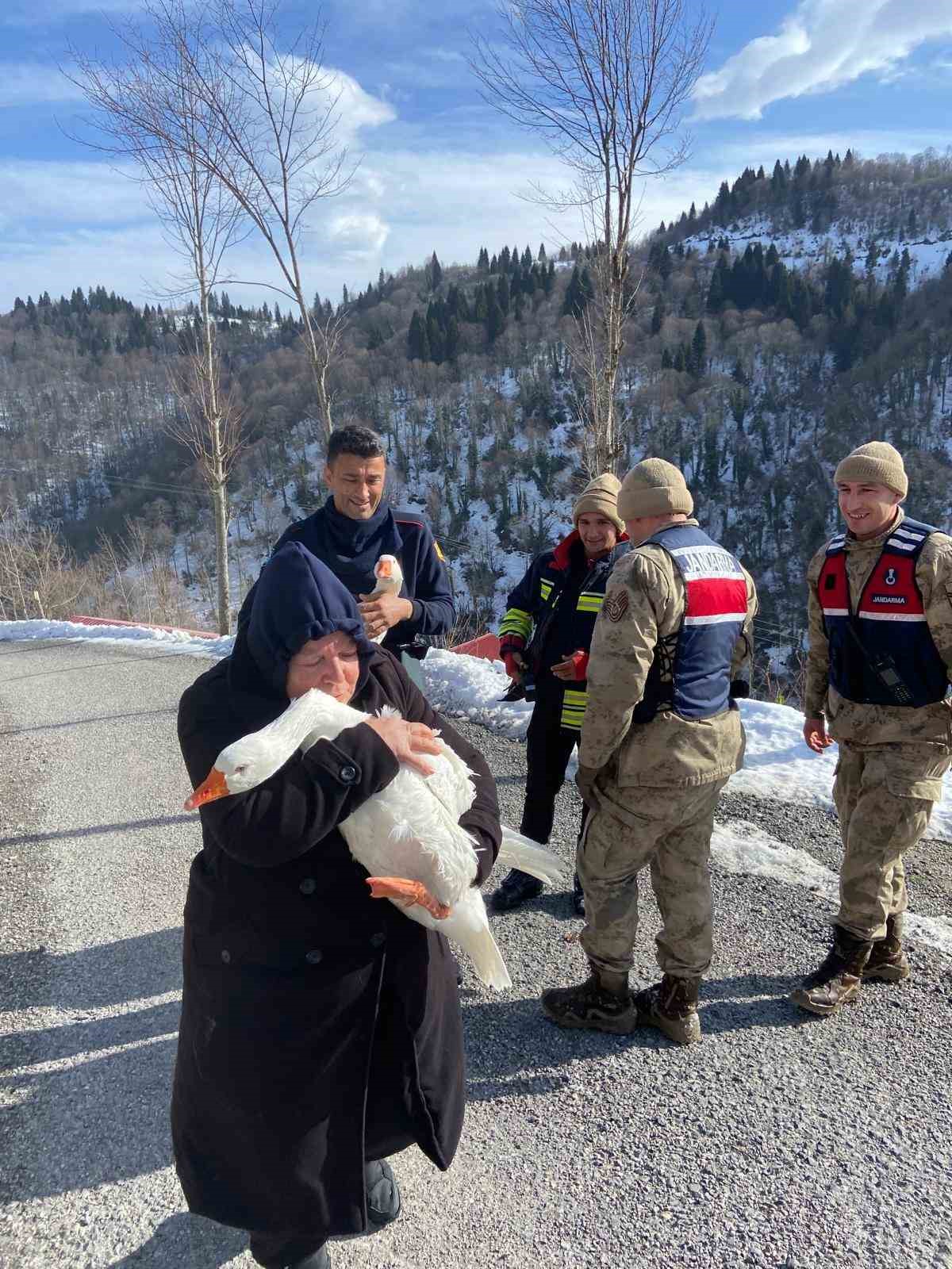 Kayıp kazlar &uuml;&ccedil; g&uuml;n sonra dere yatağında bulundu
