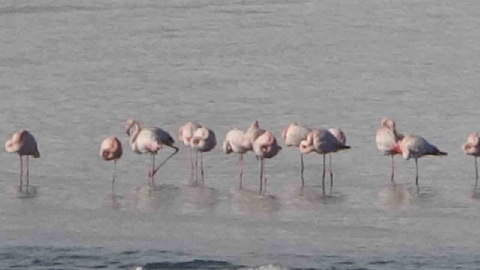 Flamingolar bu yıl da Van&rsquo;dan g&ouml;&ccedil; etmedi
