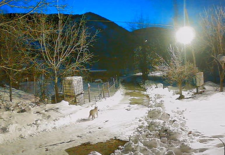 K&ouml;ye inen a&ccedil; kalan yabani hayvanlar g&uuml;venlik kameralarına yakalandı
