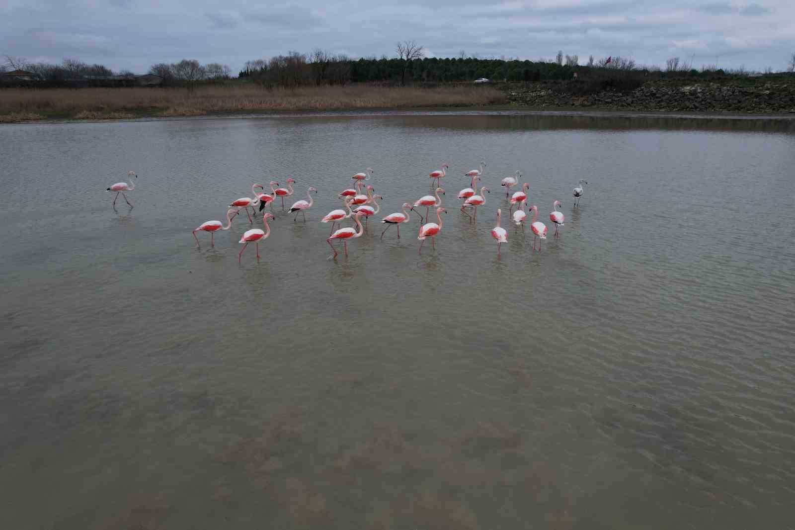 Flamingolar Büyükçekmece Gölü’nde görüntülendi