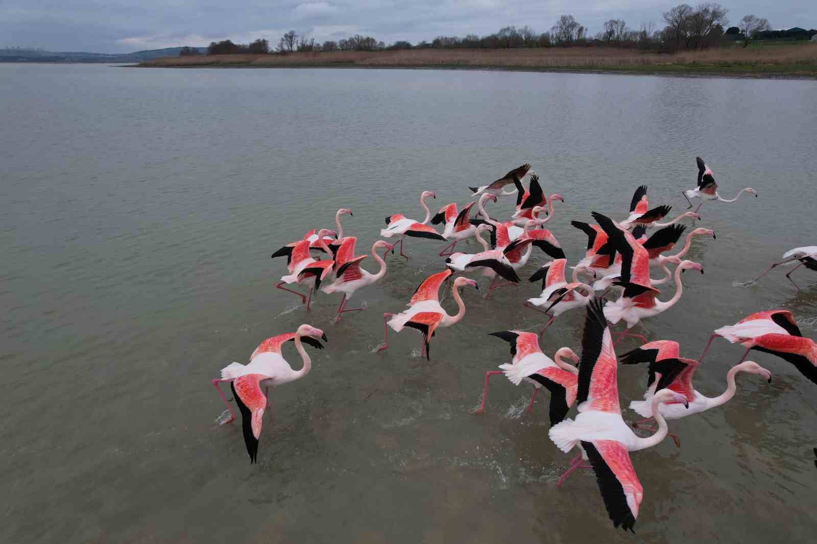 Flamingolar Büyükçekmece Gölü’nde görüntülendi
