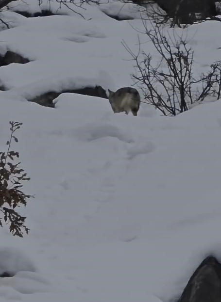 Pülümür Vadisi’nde yiyecek arayan kurt kamerada