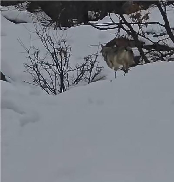 Pülümür Vadisi’nde yiyecek arayan kurt kamerada