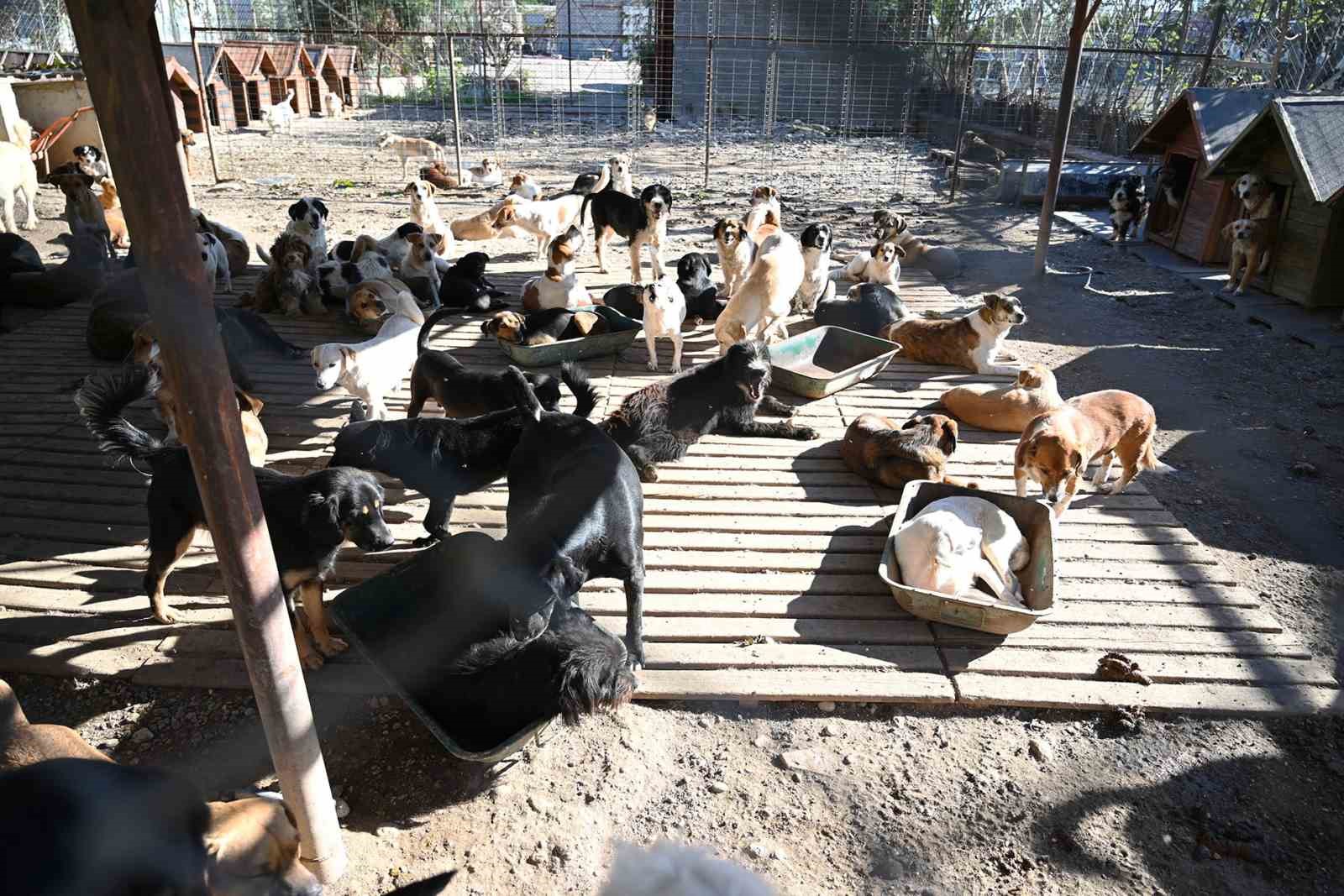 Kemer’de ocak ayında 231 can dostu kısırlaştırıldı