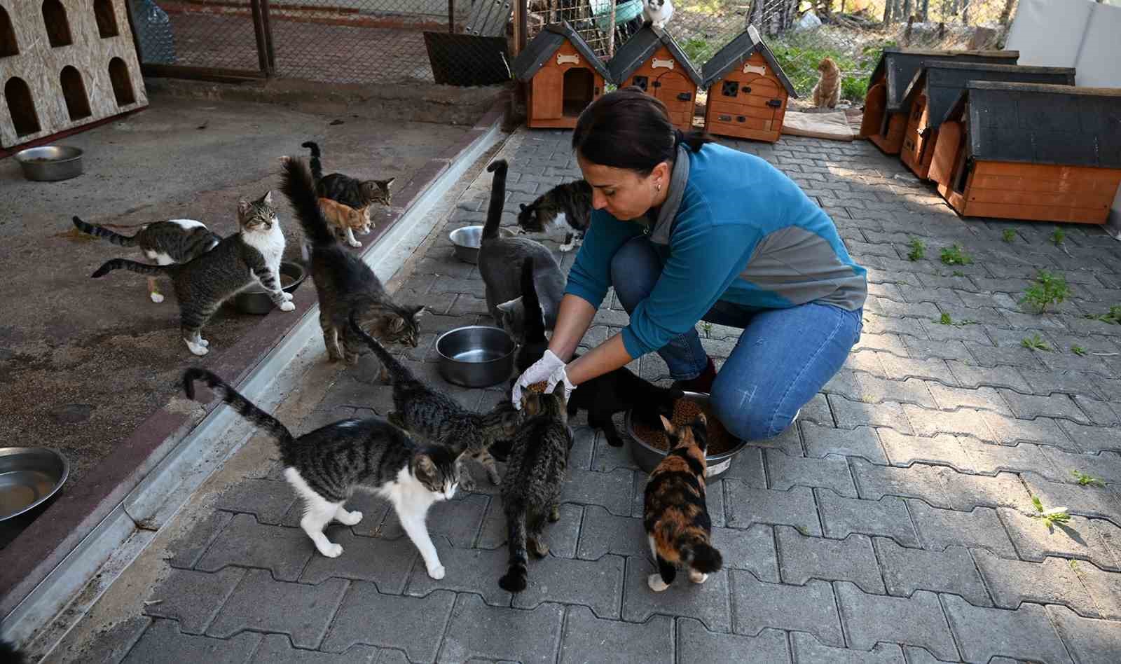 Kemer’de ocak ayında 231 can dostu kısırlaştırıldı