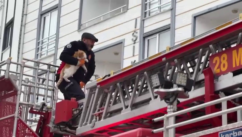 Çatıda mahsur kalan kedi kurtarıldı