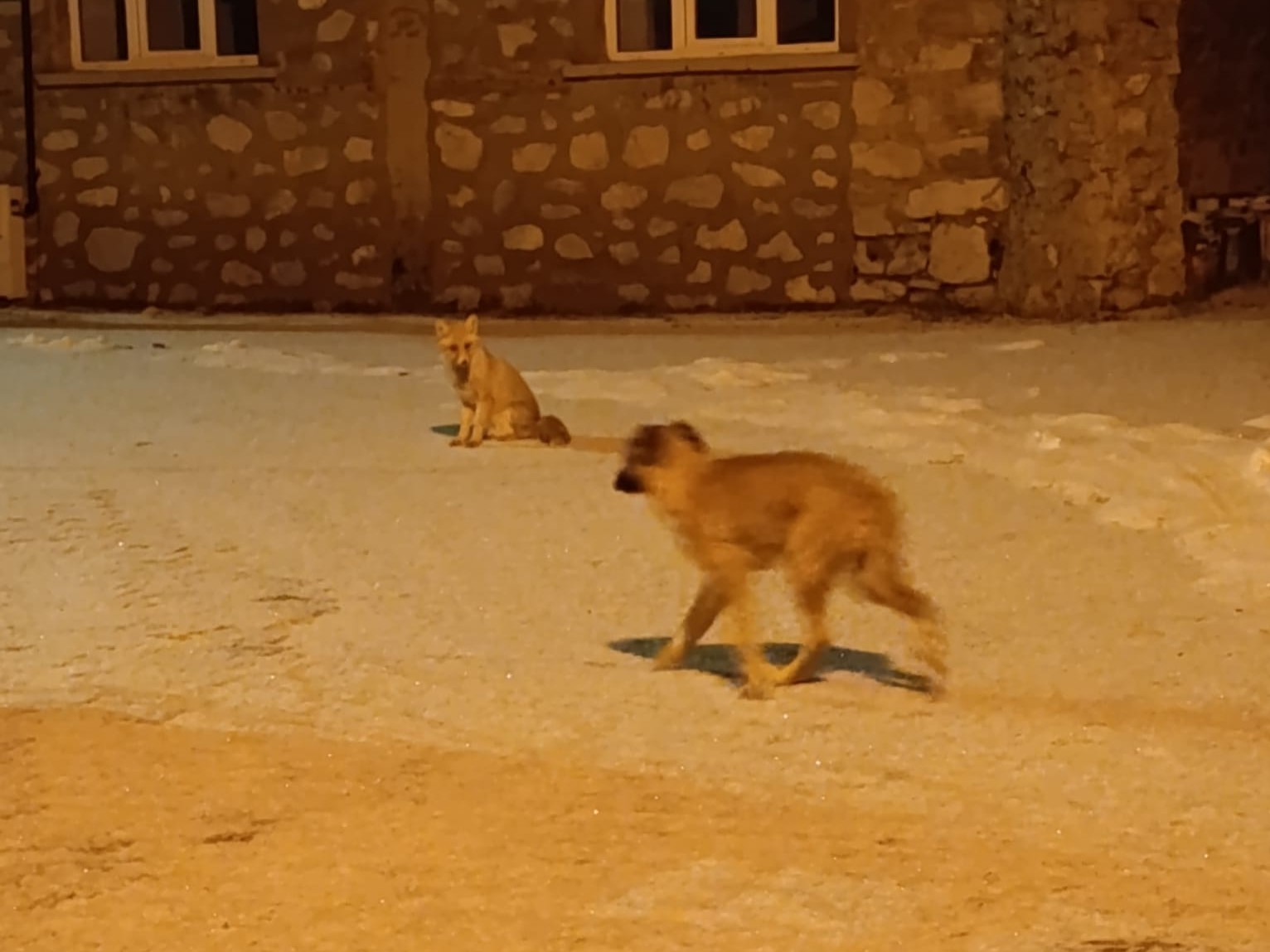 Tilki ile sokak k&ouml;peğinin dostluğu kameraya yansıdı
